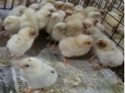 20231202113132_74994