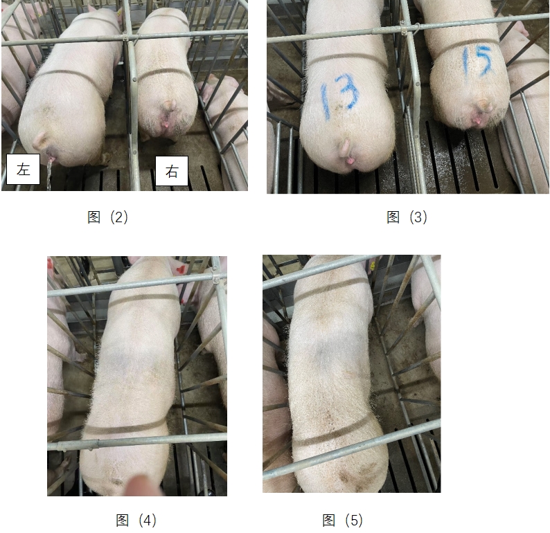 ca88手机客户端(安卓/苹果)CA88会员登录入口