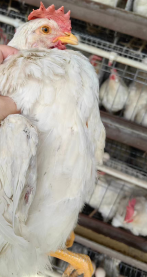 20260204153142_11043